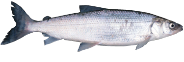 Lake Whitefish – Eat Wisconsin Fish