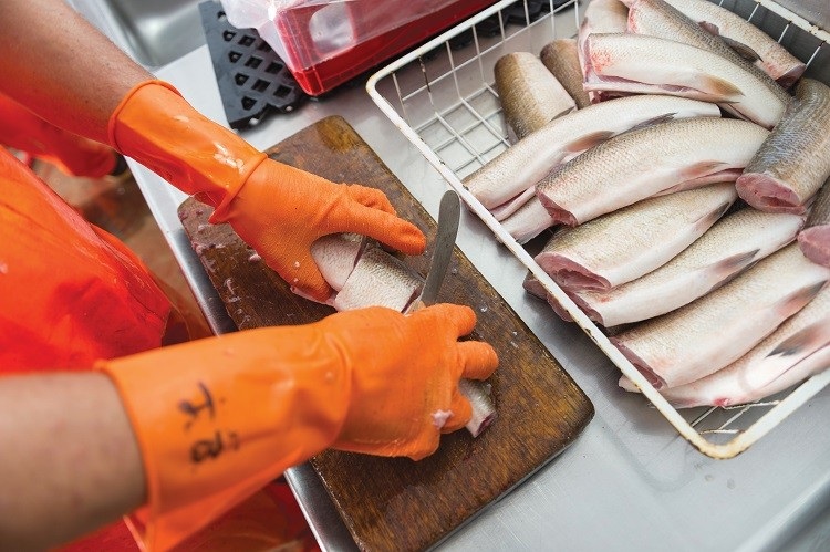 Gloved hands processing fish.