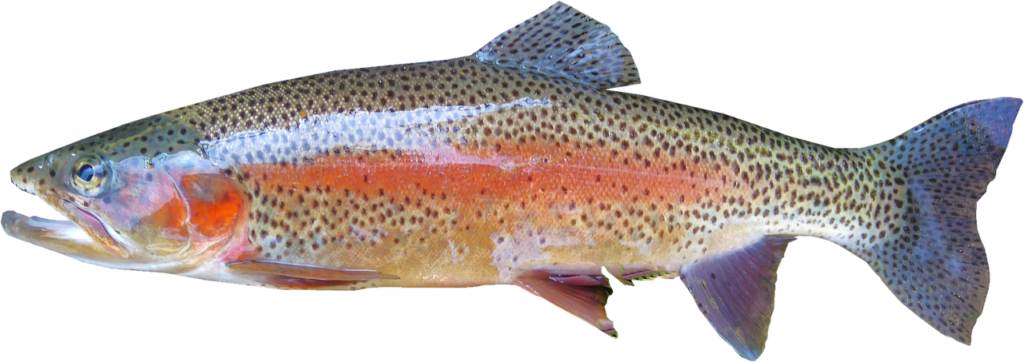 Rainbow/Steelhead Trout – Eat Wisconsin Fish