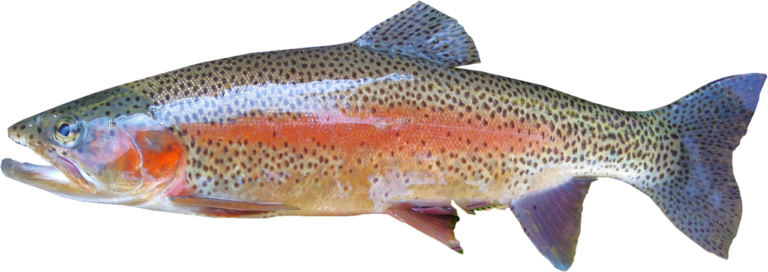 rainbow-steelhead-trout-eat-wisconsin-fish