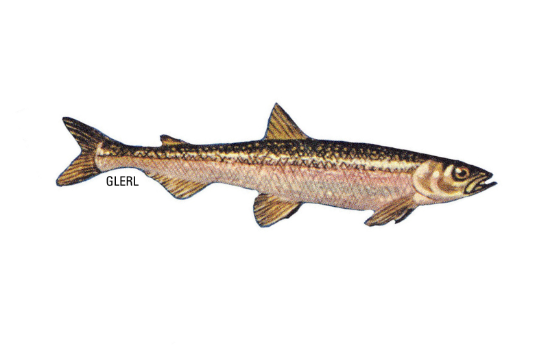 RAINBOW SMELT (smelt, biijimaagazehns) – Eat Wisconsin Fish