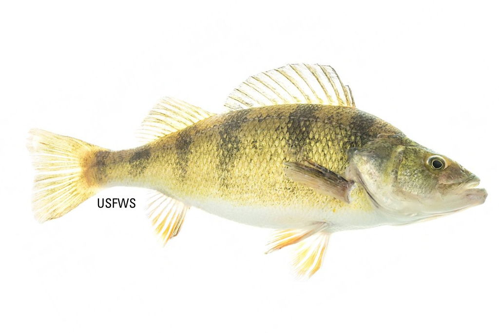 Yellow perch, staple of Wisconsin fishing culture, are in trouble