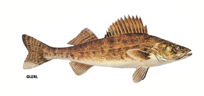 Walleye – Eat Wisconsin Fish