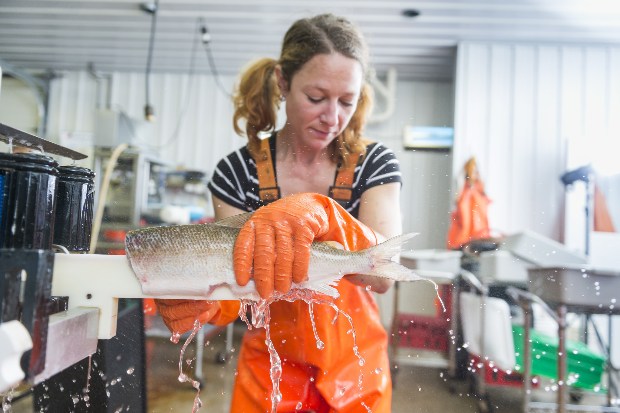 Woman in orange fishing bibs processing a fish.